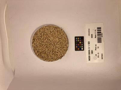 SEED